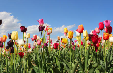 Tulips