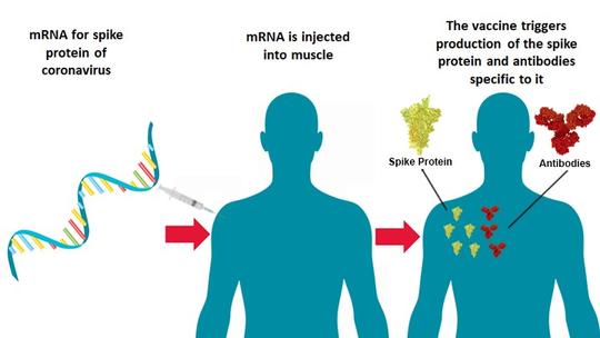 A Primer On Mrna Covid Vaccines Food Allergy Research Education